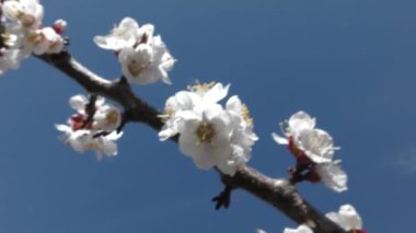 Mavi gökyüzünün arka planında açan kayısı dalları