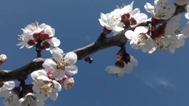 Mavi gökyüzünün arka planında açan kayısı dalları