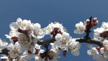 Mavi gökyüzünün arka planında açan kayısı dalları