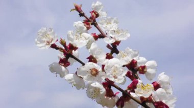 Gökyüzünün arka planında, güzel bir kayısı dalı rüzgarda sallanıyor.