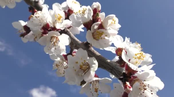 Zweig Blühender Aprikosen Vor Blauem Himmel — Stockvideo