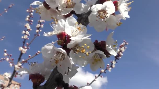 Branche Abricots Fleurs Sur Fond Ciel Bleu — Video