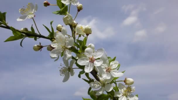 Vor Dem Wolkenverhangenen Himmel Ein Schöner Aprikosenzweig Mit Blumen Und — Stockvideo