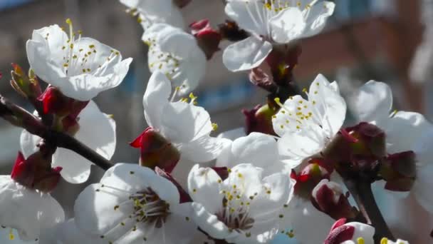 Auf Verschwommenem Hintergrund Ein Schöner Aprikosenzweig Mit Blüten Nahaufnahme — Stockvideo