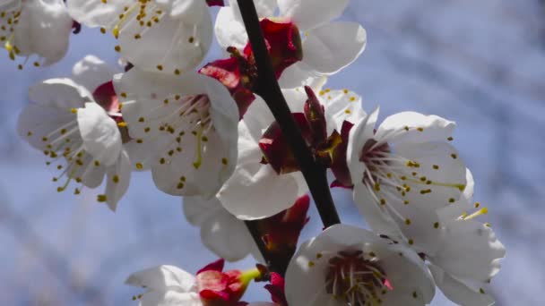 Sobre Fondo Borroso Una Rama Albaricoques Con Flores Balancea Viento — Vídeo de stock