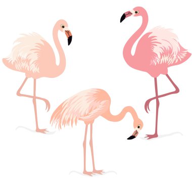 Flamingolar