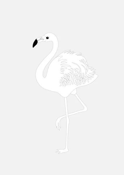 Flamingo — Stock Vector