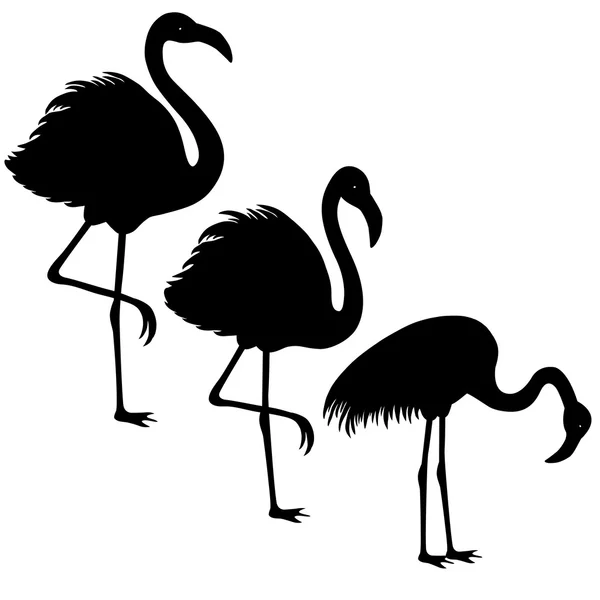 Three flamingos — Stock Vector