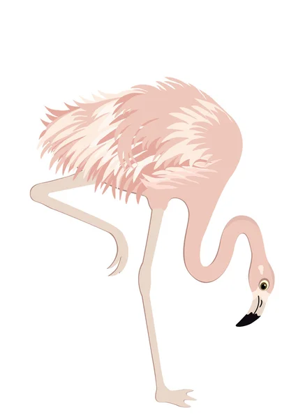 Pink flamingo — Stock Vector