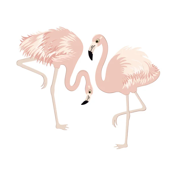 Pair of cute pink flamingos — Stock Vector