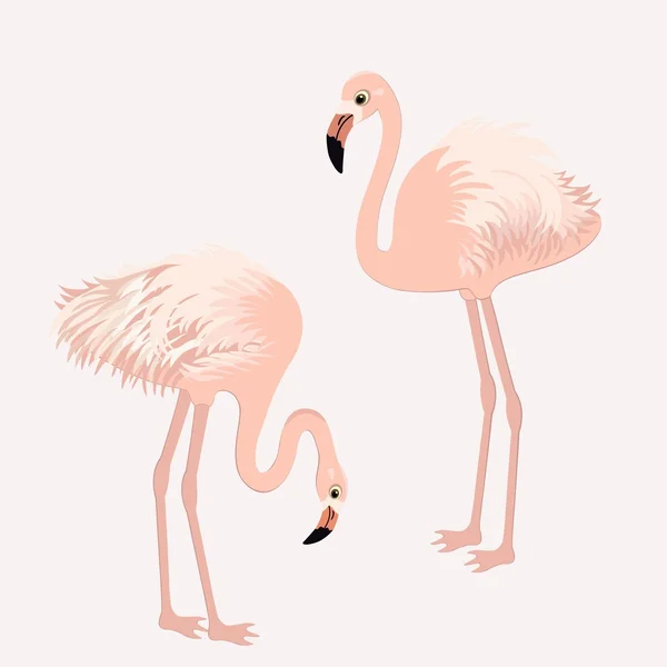 Pair of flamingos — Stock Vector