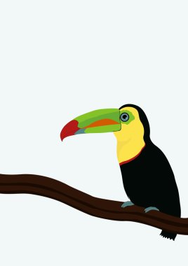Vektör dal şirin toucan