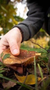 Bir el yerden mantar toplamak için uzanır. Etrafı yapraklar ve otlarla çevrilidir.. 