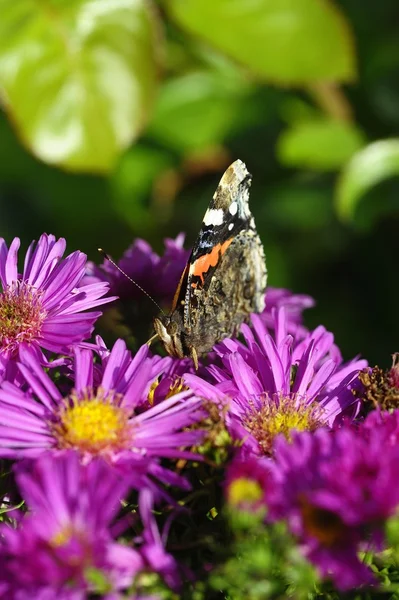 Alimentation papillon d'été — Photo