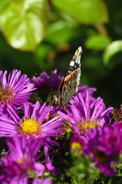 Alimentation papillon d'été — Photo