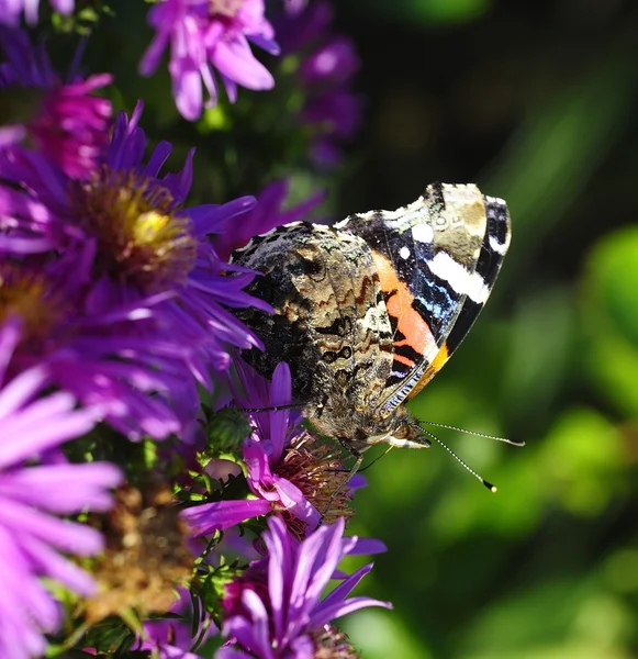 Alimentation papillon d'été — Photo