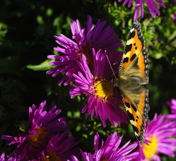 Écaille Papillon sur les fleurs — Photo