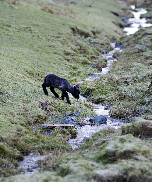 New Spring Herdwick Lamb — Stock Photo, Image