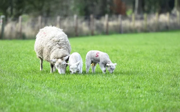 母親と新しい子羊 — ストック写真