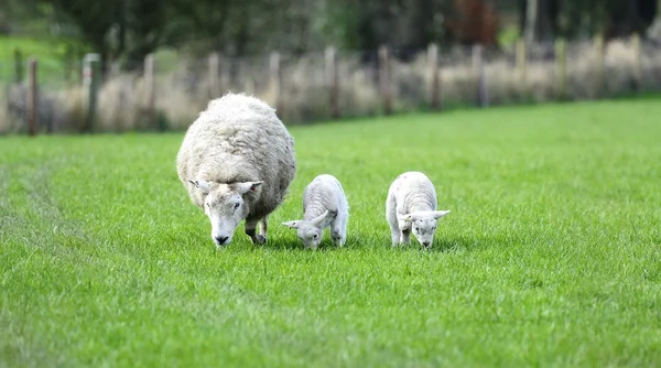 Mums och de nya lamm — Stockfoto