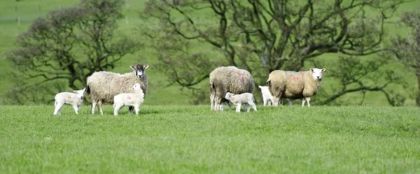 Las mamás y los nuevos corderos — Foto de Stock
