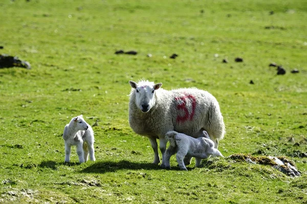 Young våren familj — Stockfoto