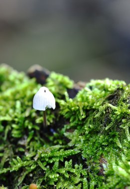 Küçük düşme mantarlar