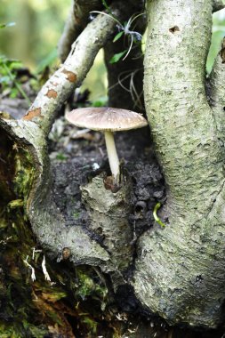 Sonbahar mantarlar ağacında