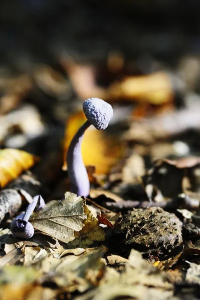 Pilze und die Blätter — Stockfoto