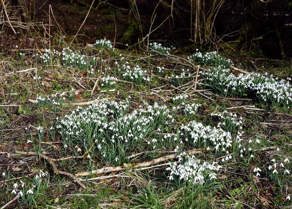 Engelska skogsmark snödroppar — Stockfoto