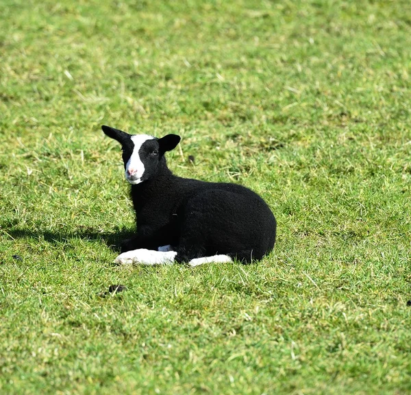 Rzadkie rasy Balwen Welsh Lamb — Zdjęcie stockowe