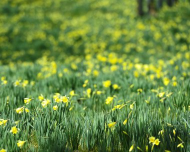 Bahar Çiçekleri Tarlası