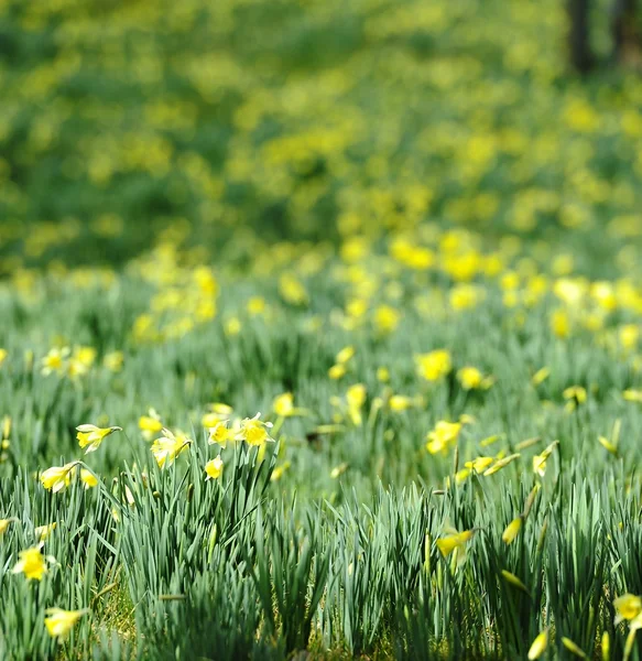 Field of Spring Flowers — Stock Photo, Image