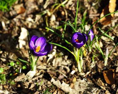 Mor Crocus tarih Pzr