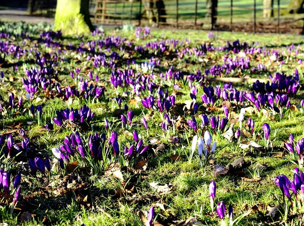 Värikäs Crocus kentällä — kuvapankkivalokuva