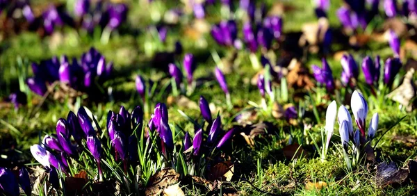 Colorful Crocus in the pasture — Stock Photo, Image