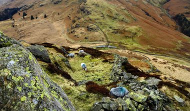 Herdwick koyun fells üzerinde