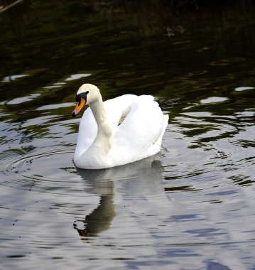 Mute Swan yansımalar