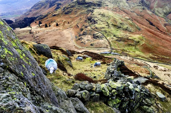 Herdwick 羊の草原 — ストック写真