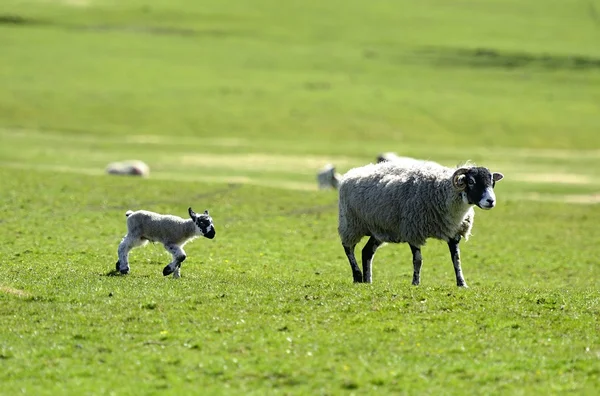 No tan rápido mamá. — Foto de Stock