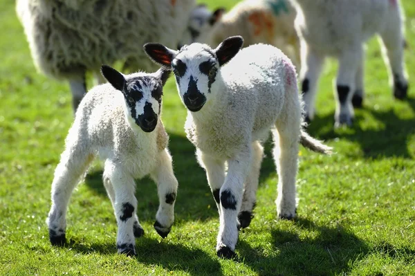 New spring twins — Stock Photo, Image