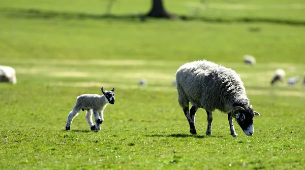 Non così in fretta, mamma. — Foto Stock