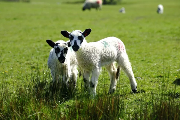 New spring twins — Stock Photo, Image