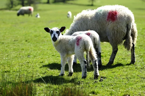 Nuova famiglia primaverile — Foto Stock