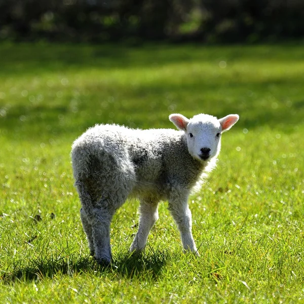 Hey bent u op zoek naar mij! — Stockfoto