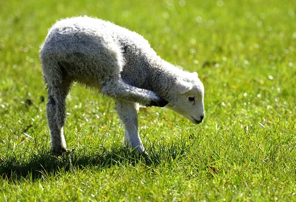 Agnello nuovo con prurito — Foto Stock