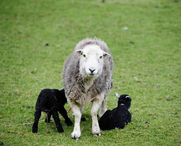 Mamma och de nya Tvillingarna — Stockfoto