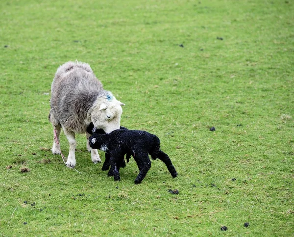 Mum and the new twins — Stock Photo, Image