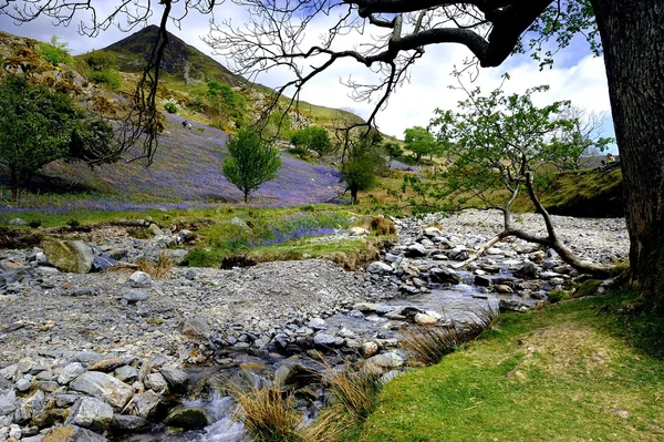 Les Bluebells de Rannerdale — Photo