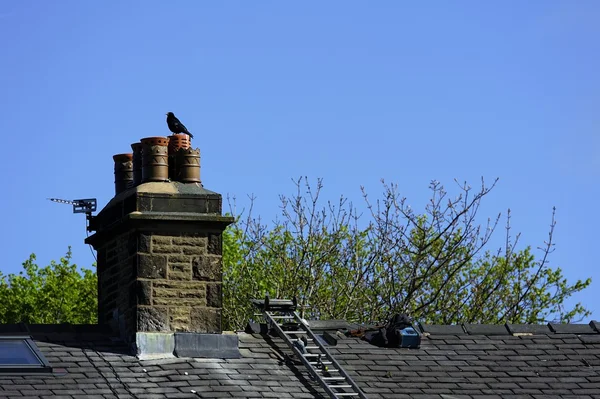 Crow sat on the chimney — Stock Photo, Image